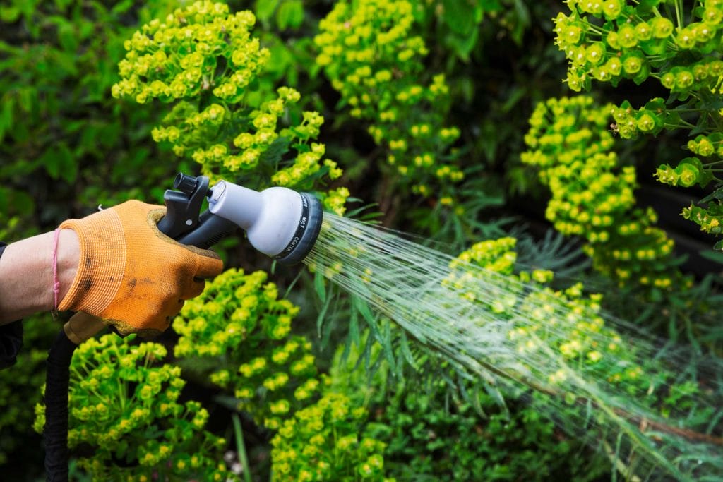 a gardener watering plants in a flowerbed 2rt8dwl