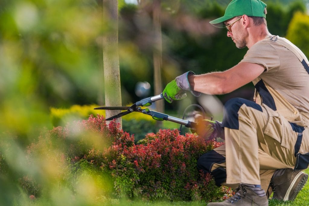 garden decorative trees trimming by professional gardener e1635864777836