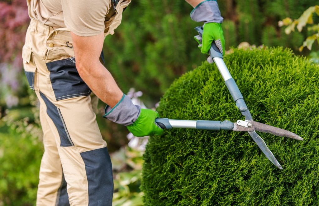 gardener pruning and shaping bushes