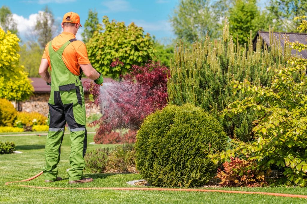 men watering garden plants