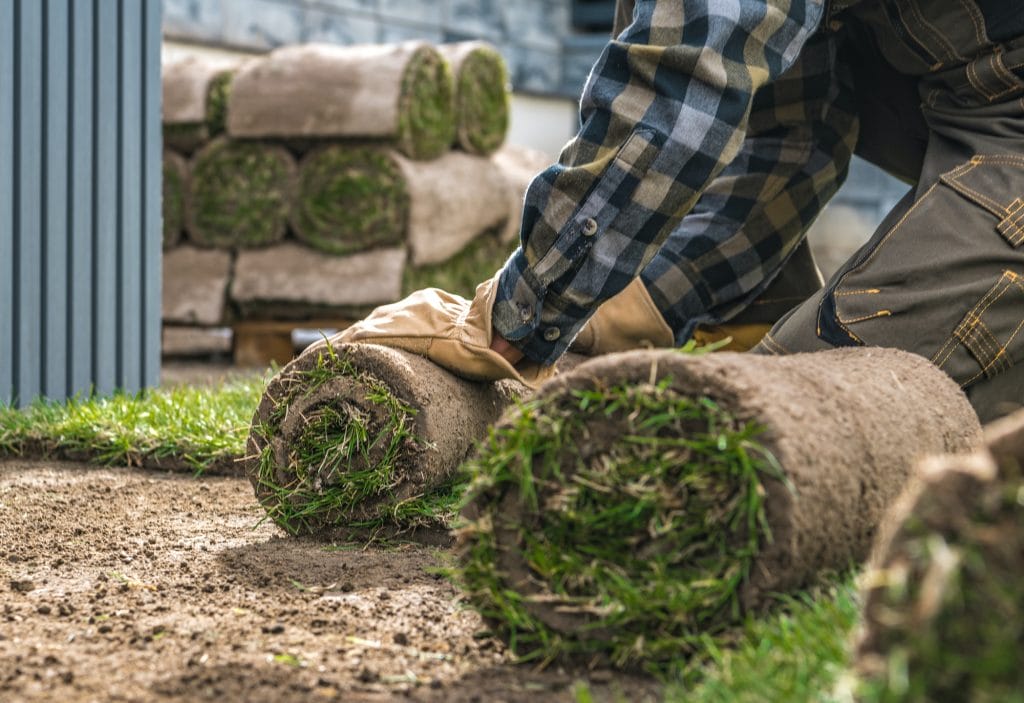 landscaping worker rolling over natural grass turfs