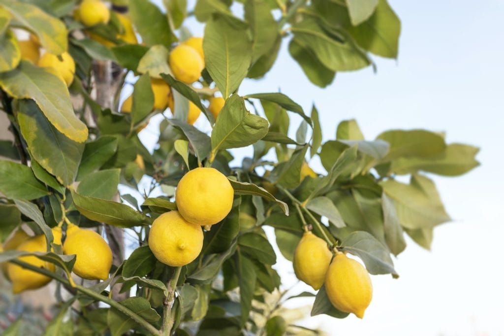 ripe lemons hanging