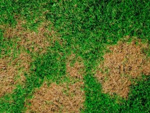 brown spots lawn