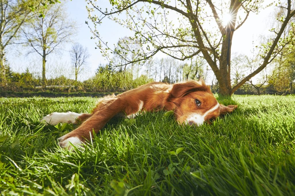 dog resting on the garden