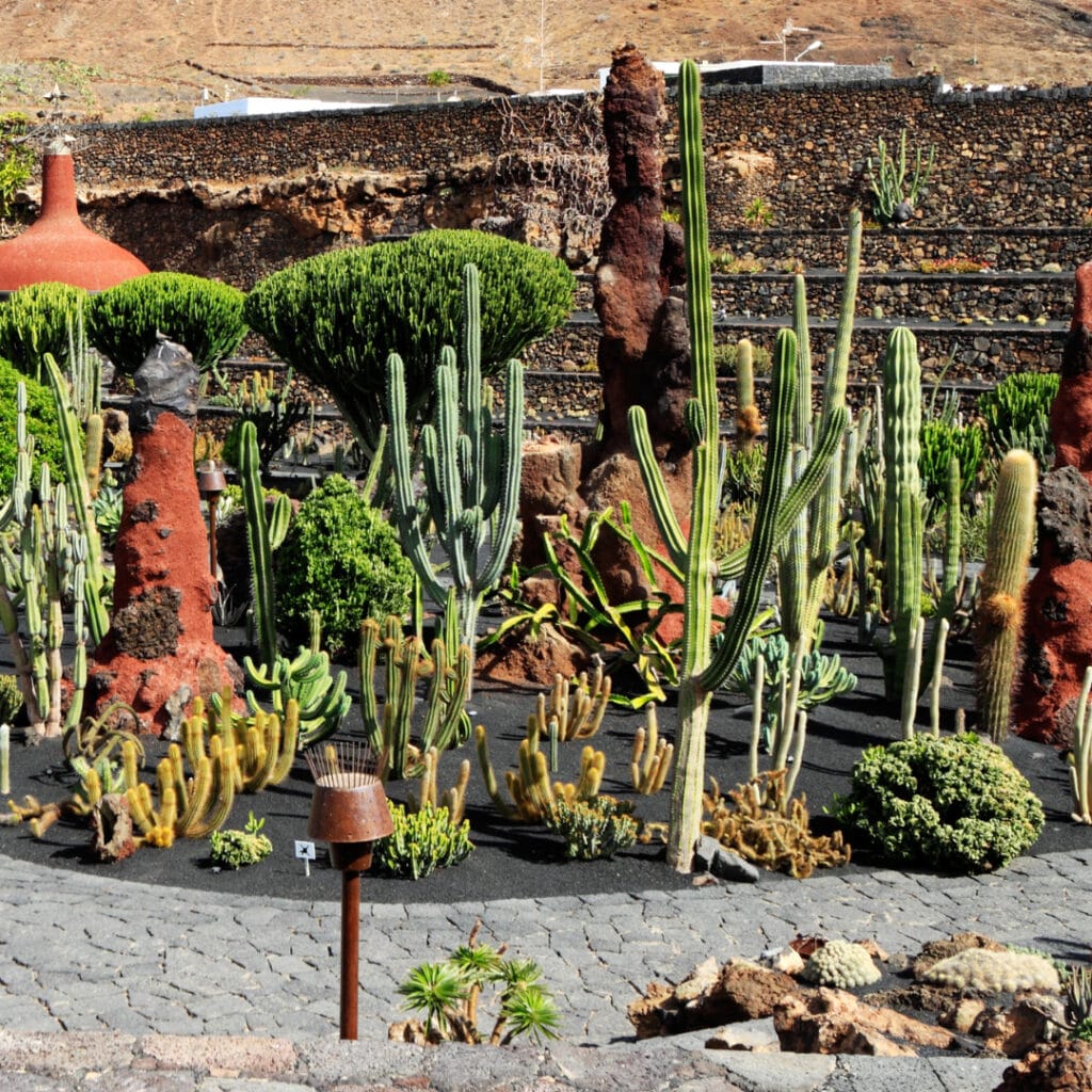 innovation grounds cactus garden 2