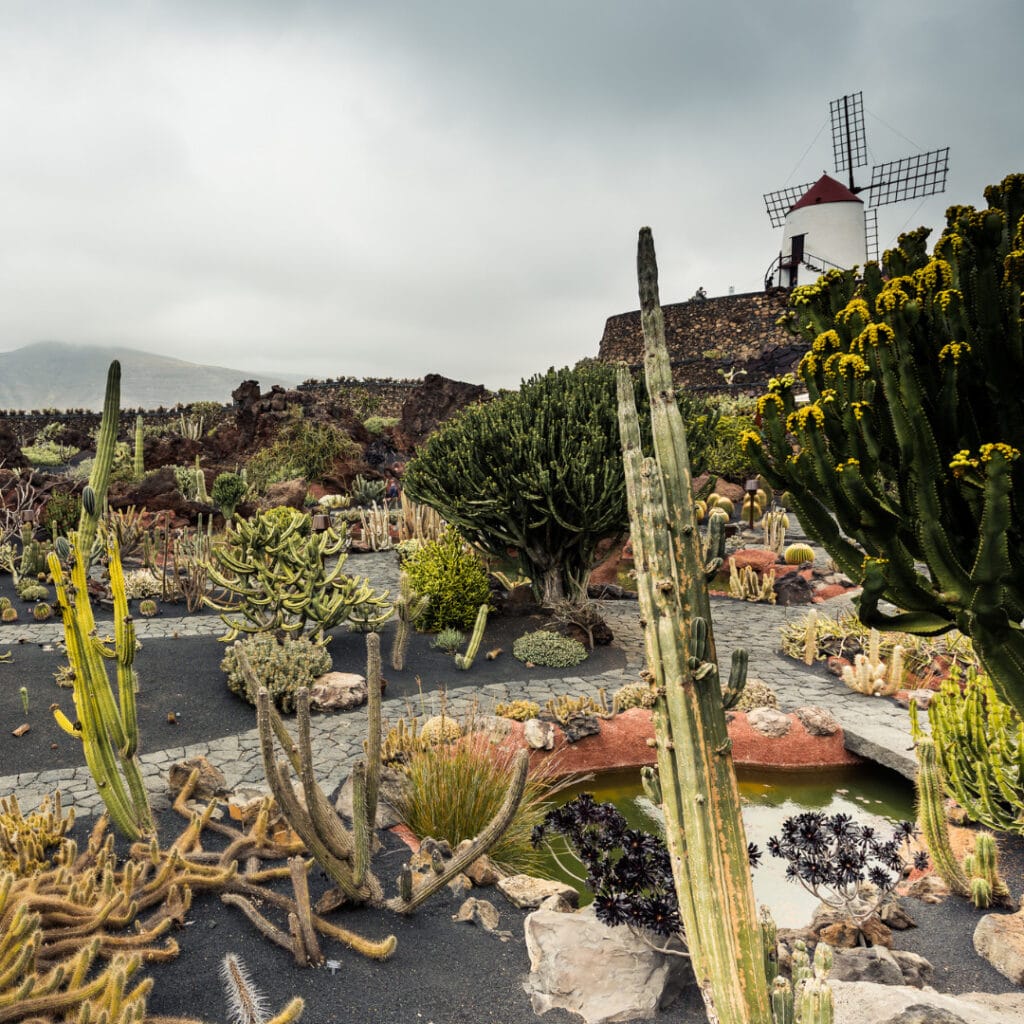 innovation grounds cactus garden 3