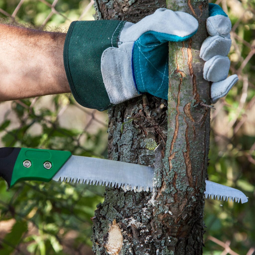 time to prune your trees innovation grounds