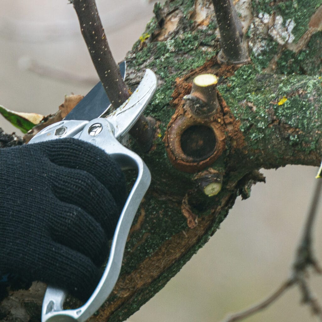 time to prune your trees innovation grounds 3