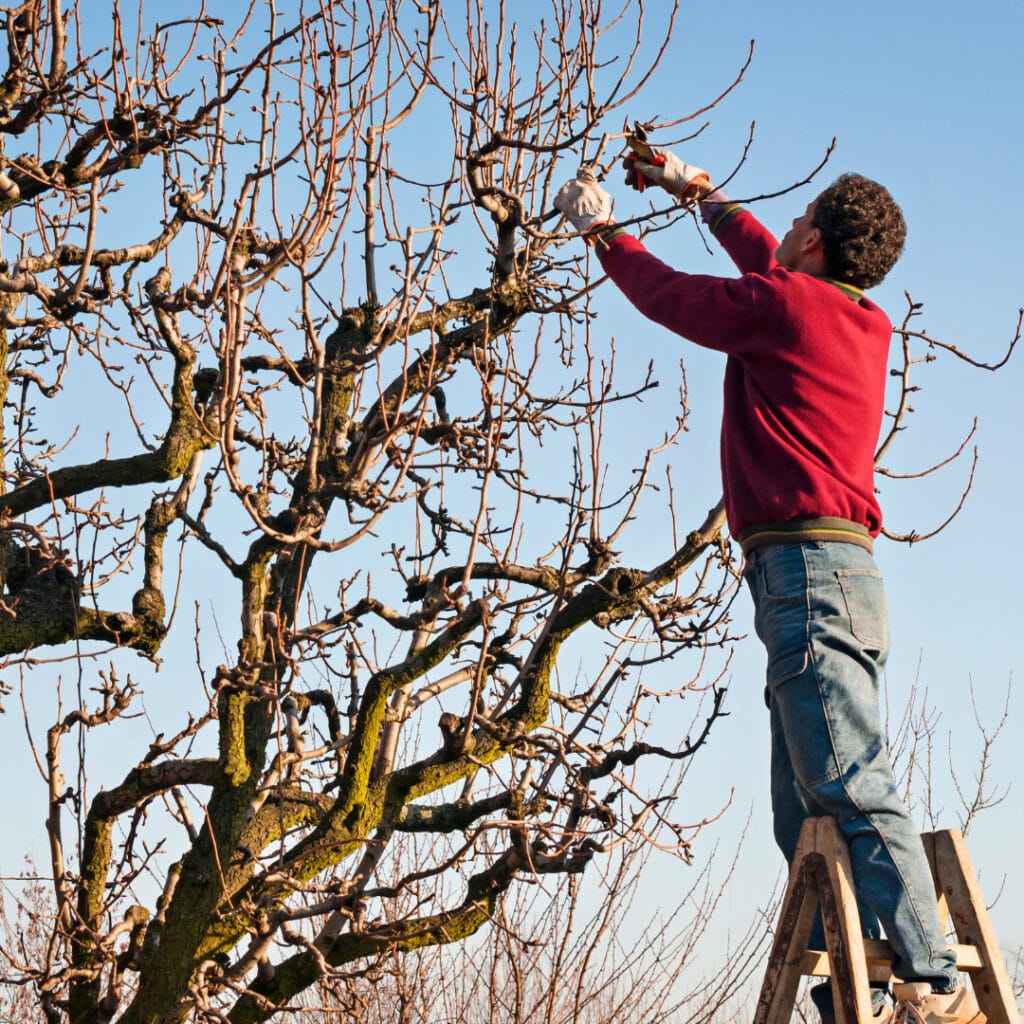 time-to-prune-your-trees-innovation-grounds