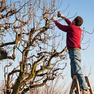 time-to-prune-your-trees-innovation-grounds