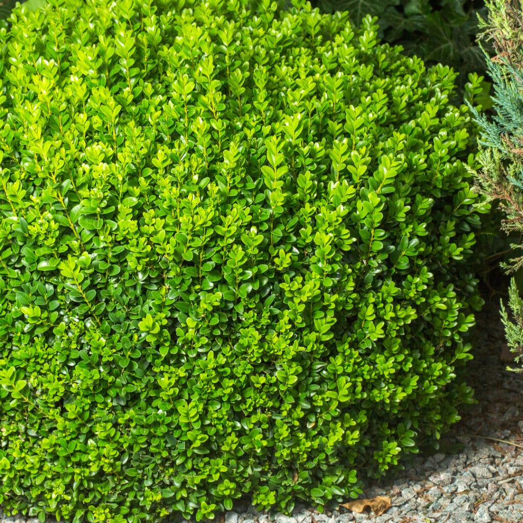 buxus sempervirens innovation grounds