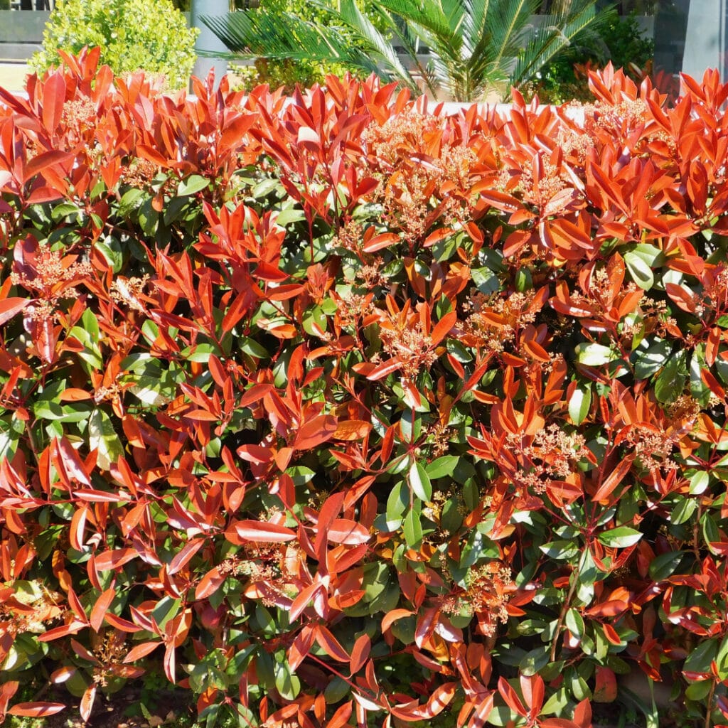 dwarf photinia innovation grounds