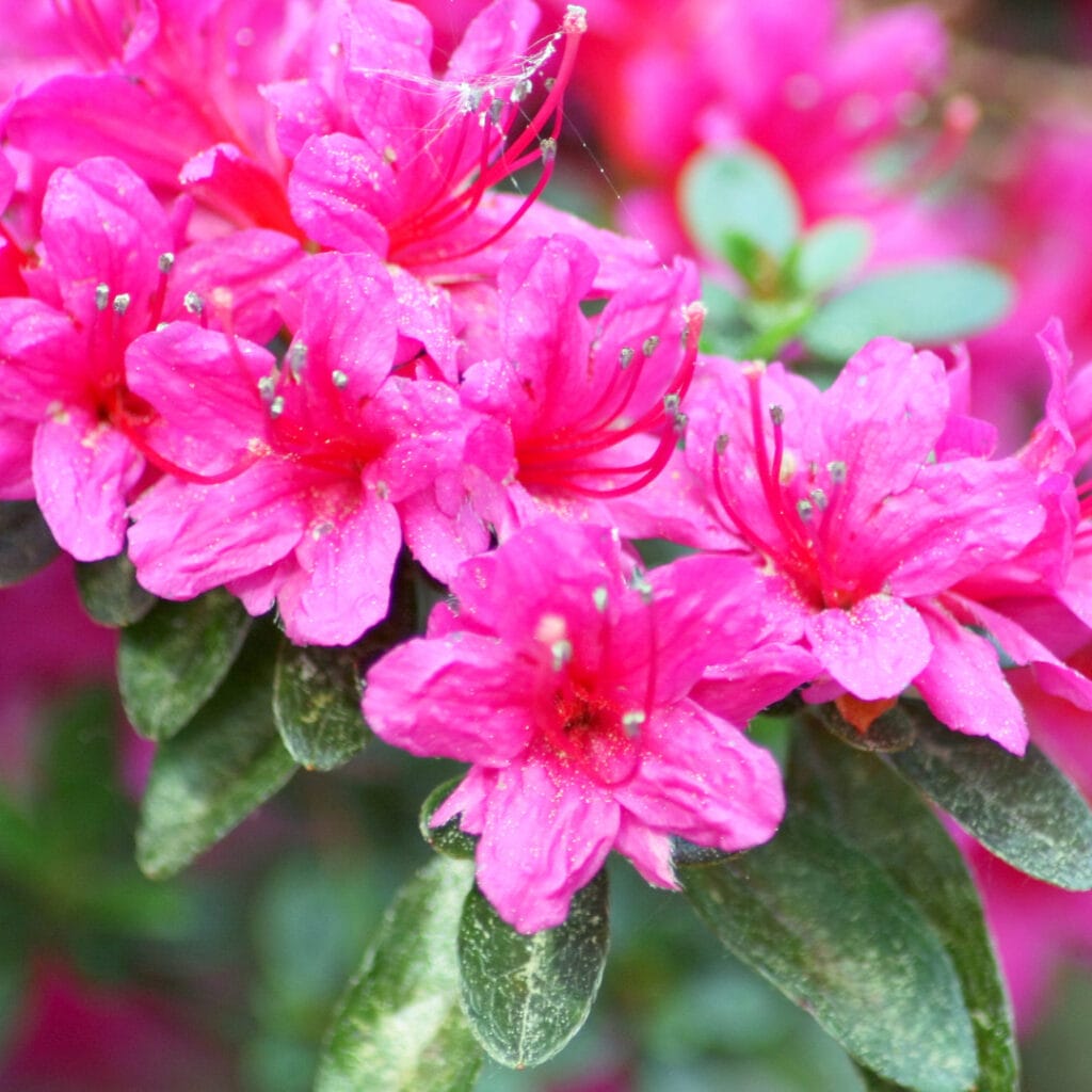 flowering shrubs for residential gardens 2