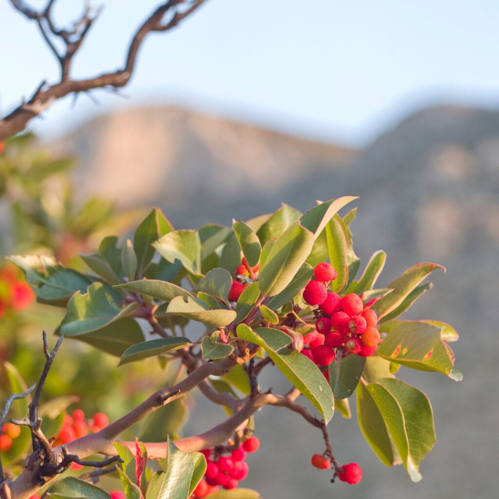 flowering shrubs for residential gardens 3