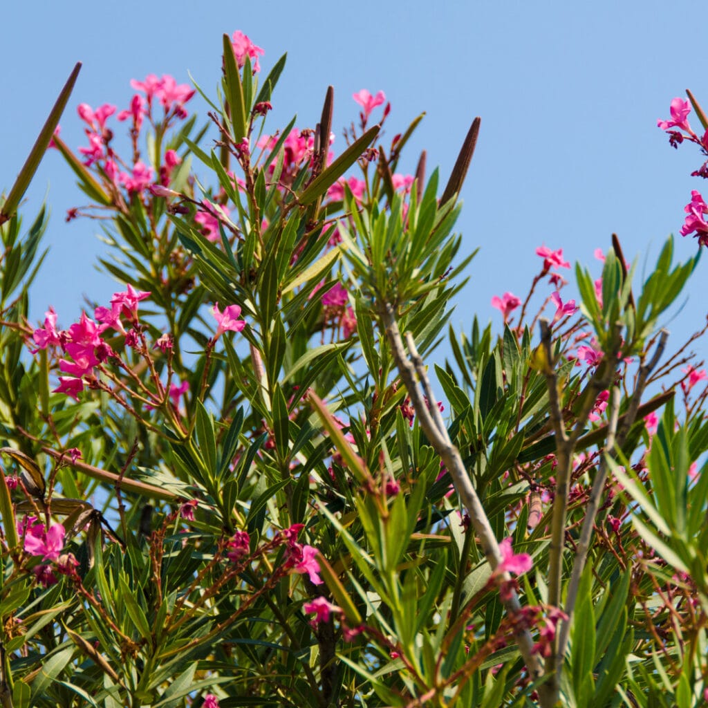 flowering shrubs for residential gardens 4