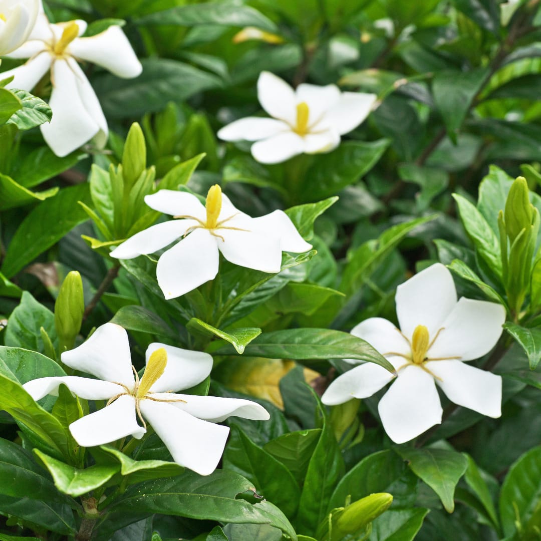 Flowering Shrubs For Residential Gardens: | Innovation Grounds