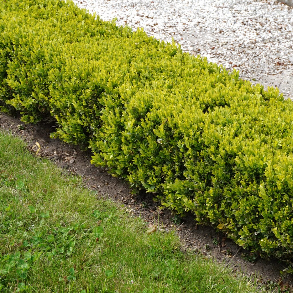 low hedges