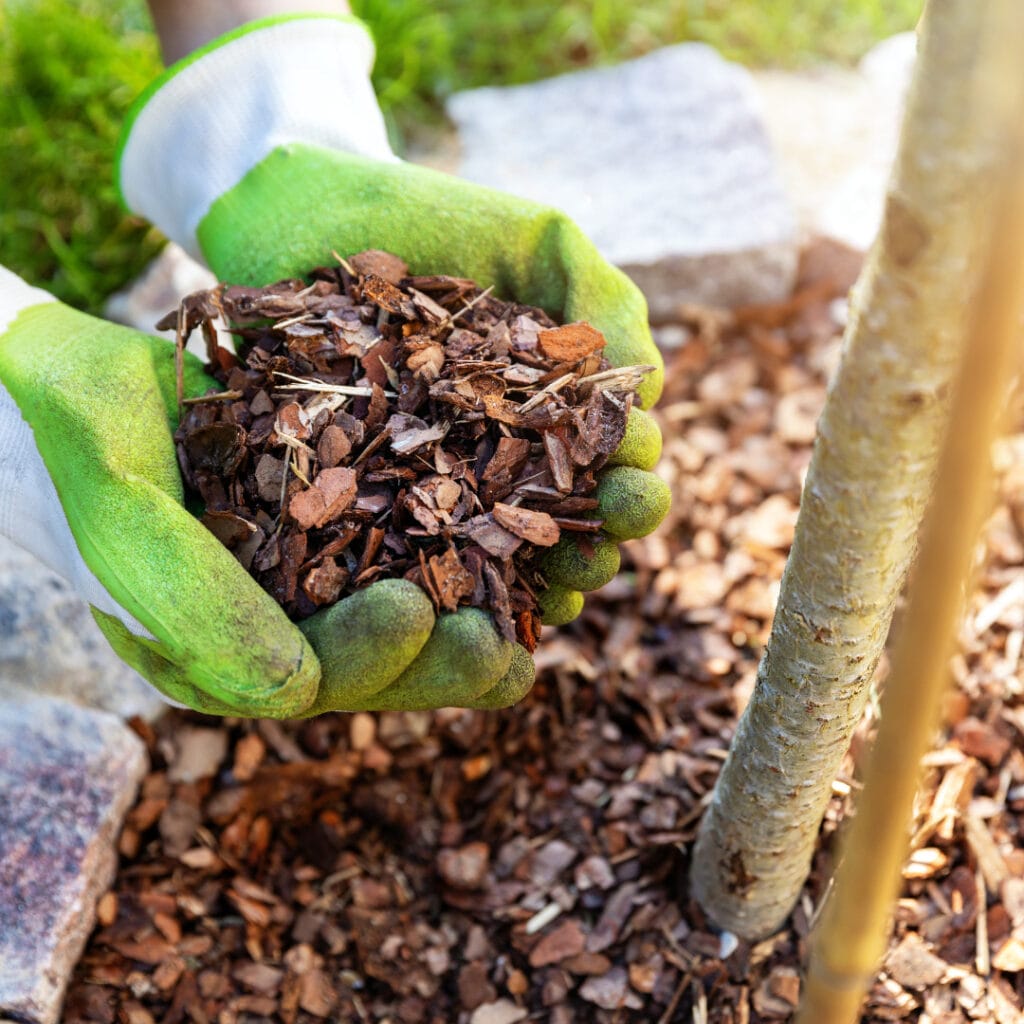 mulching for this season innovation grounds 3