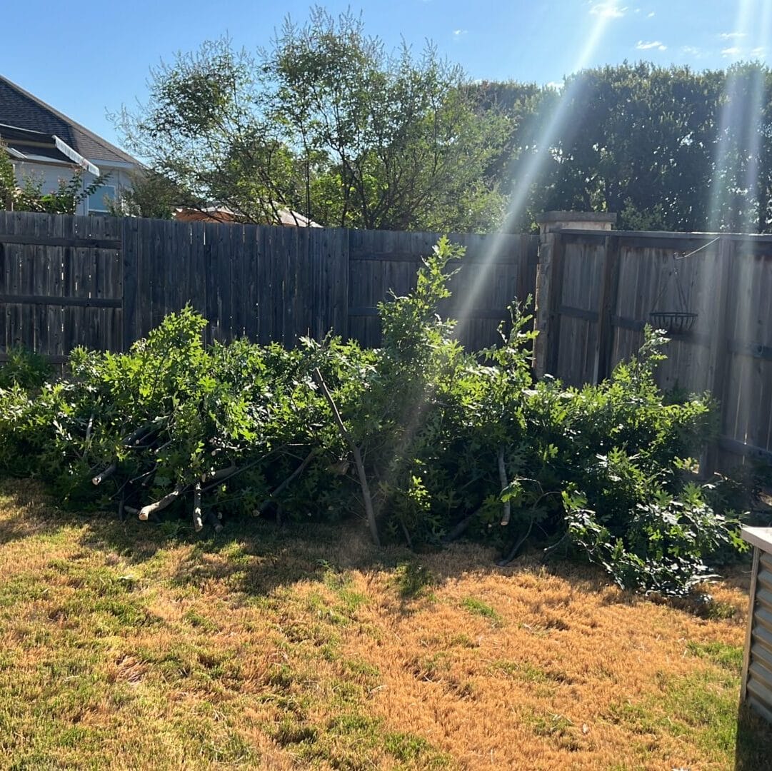 tree trimming and tree removal in georgetown texas by innovation grounds