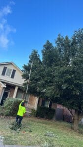 tree trimming and tree pruning in austin texas