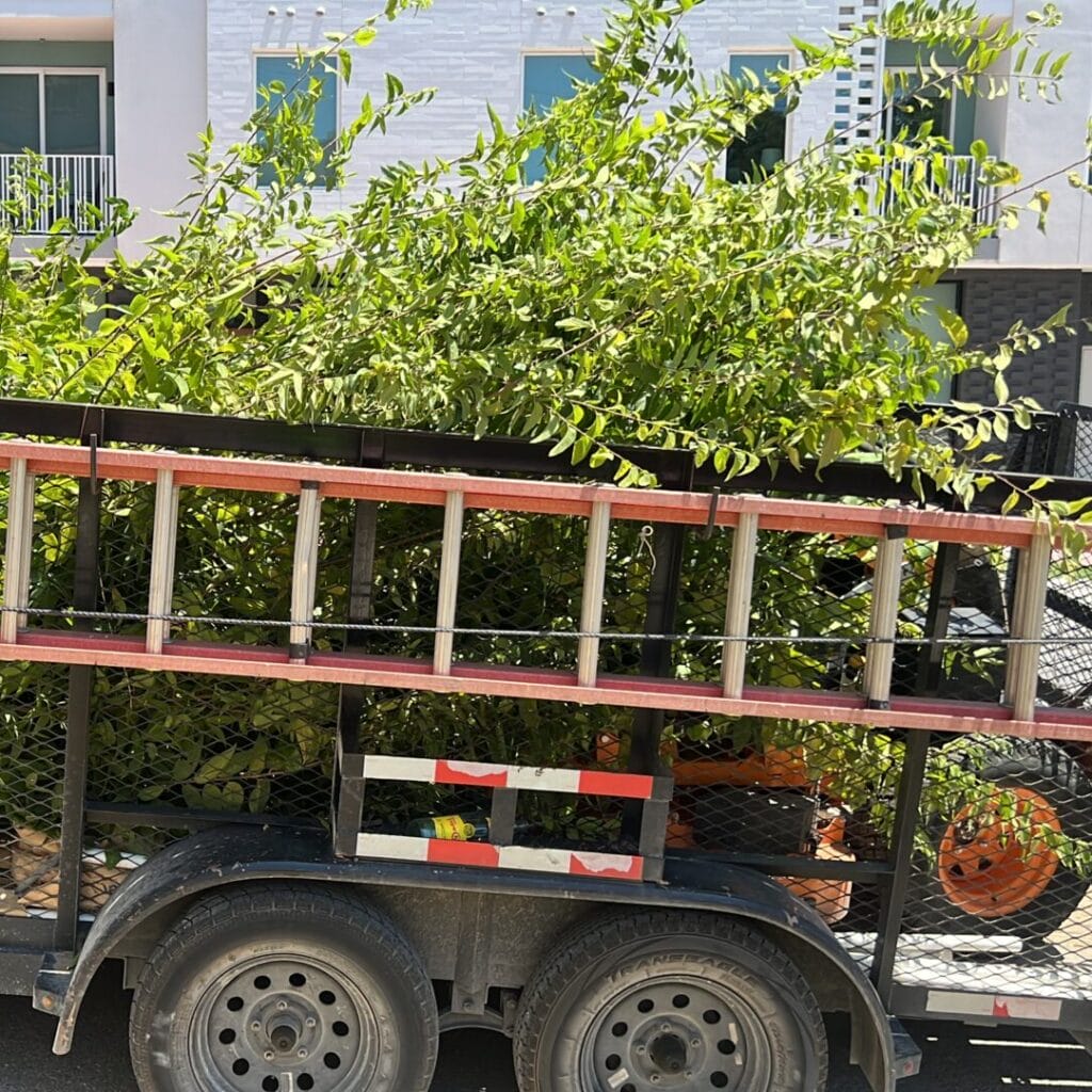 tree removals in provo utah