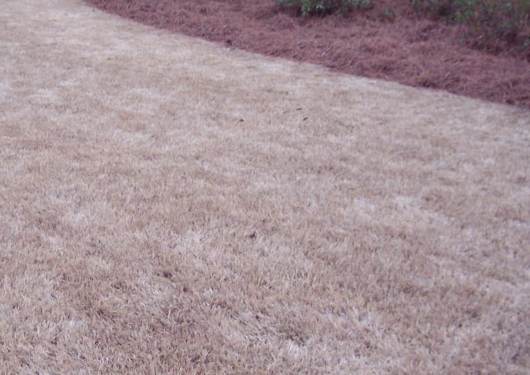 dormant-bermuda-grass-in-austin-texas