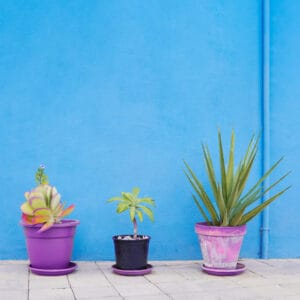 colorful backyards