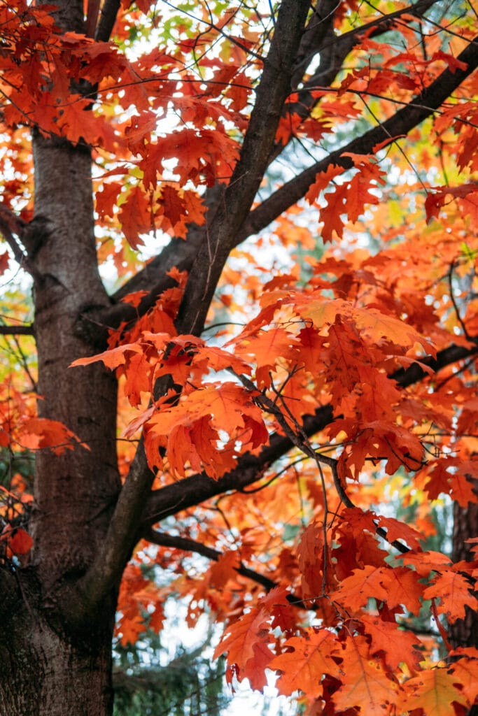 texas-red-oak