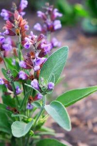 texas native plants innovation grounds texas sage