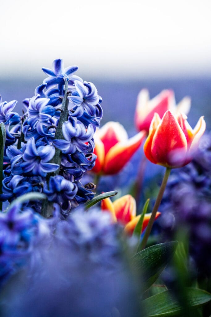 texas native plants innovation grounds bluebonnets