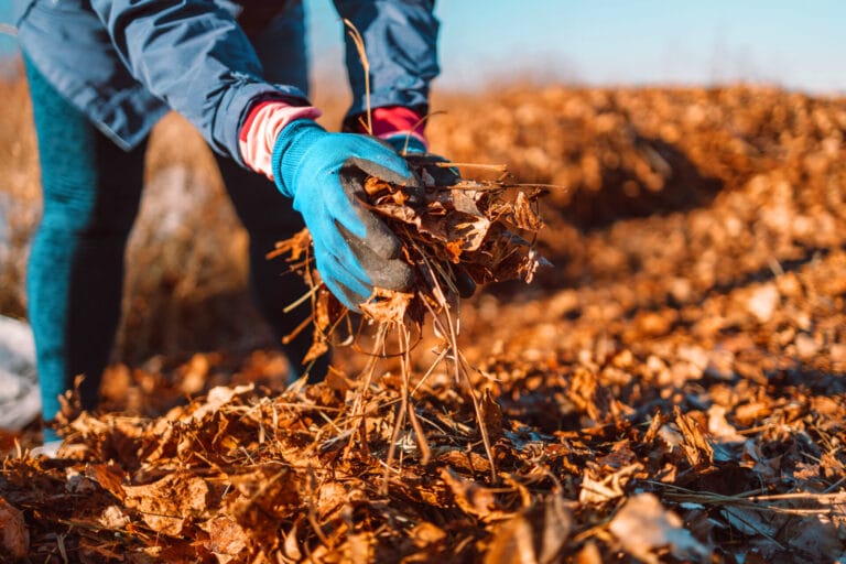 benefits-of-mulch-innovation-grounds