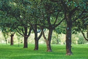 healthy-tree-austin-texas