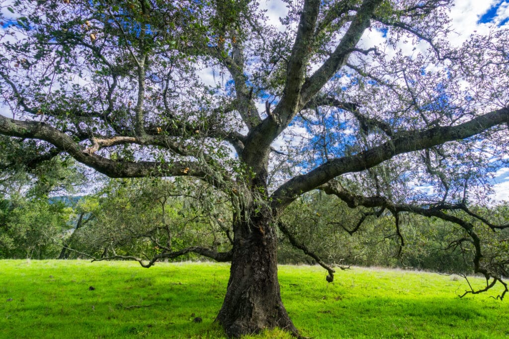 live-oak-tree