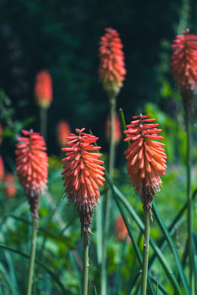 texas native plants innovation grounds indian paintbrushes