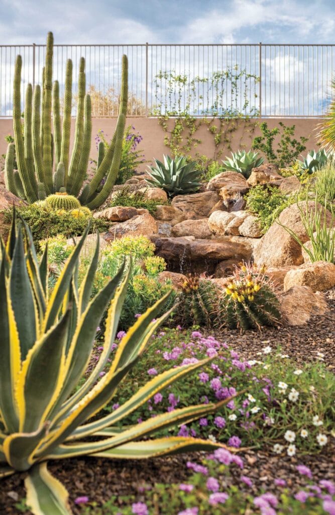 rainwater-harvesting-desert-landscaping