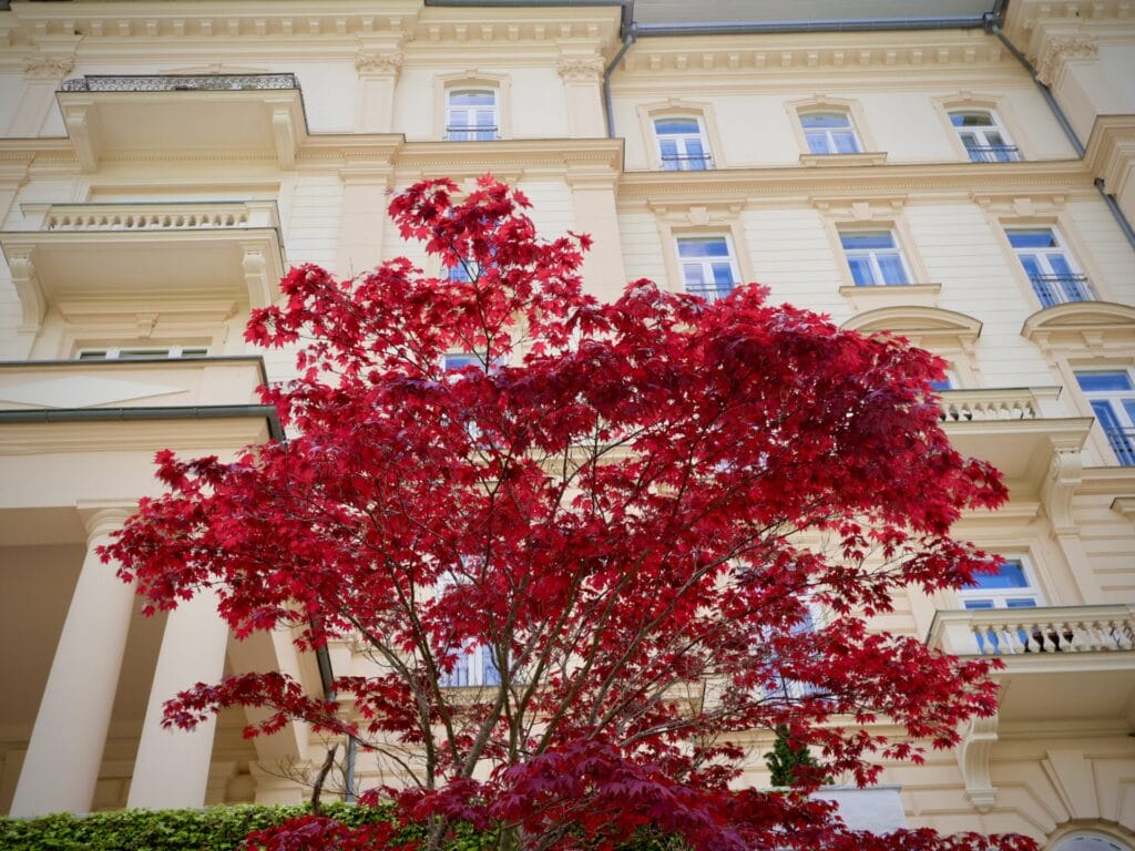 japanese-maple-tree-innovation-grounds