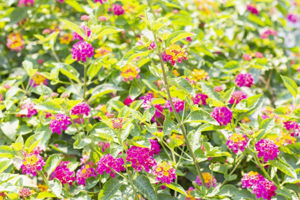 lantana-innovation-grounds