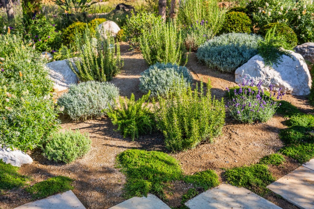 backyard-with-drought-resistant-plants