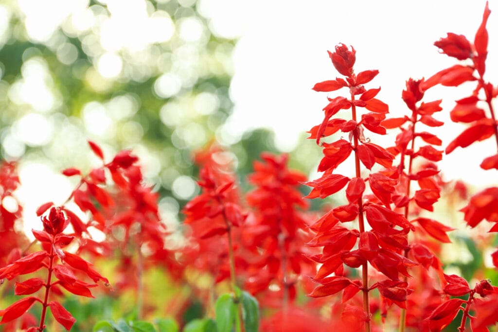 firecracker-penstemon-innovation-grounds