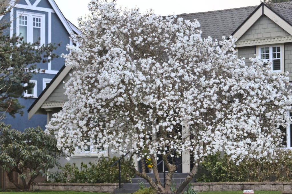 dogwood-tree-innovation-grounds