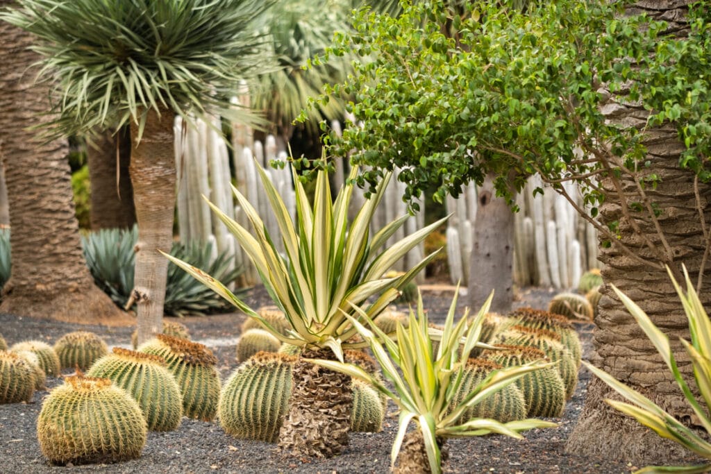 xeriscaping-garden-innovation-grounds