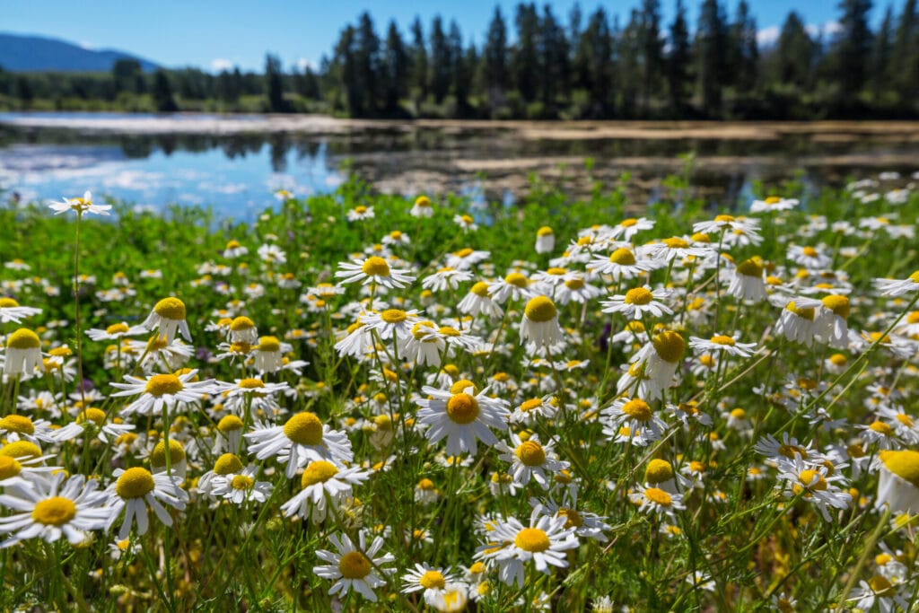 blackfoot-daisy-innovation-grounds