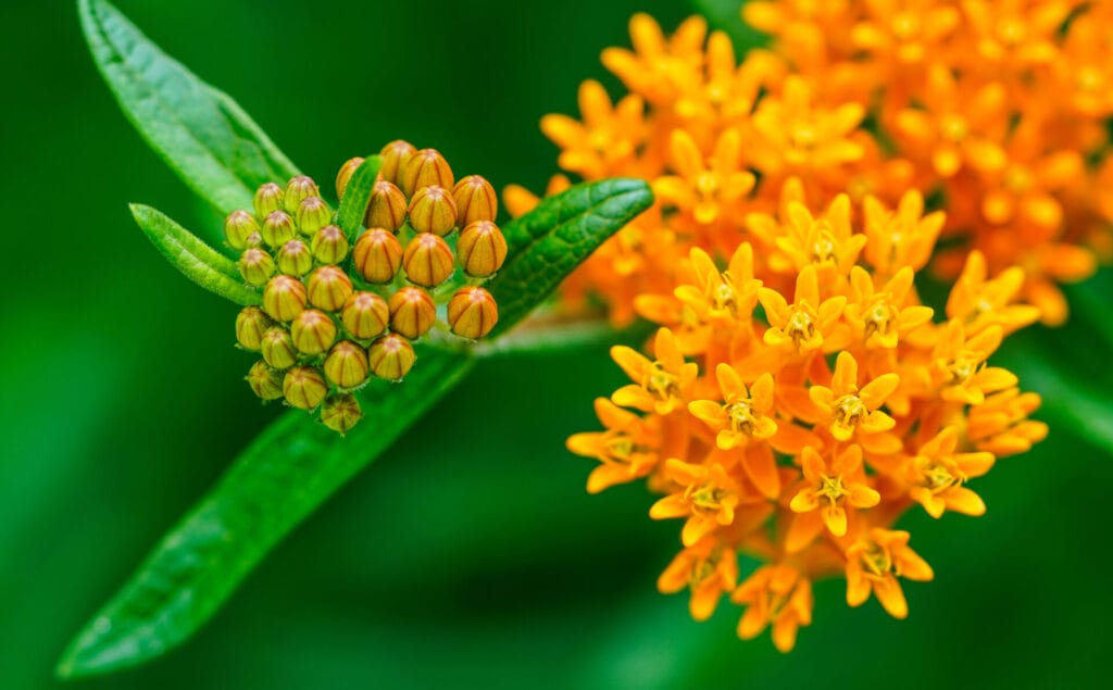 butterfly-weed-innovation-grounds