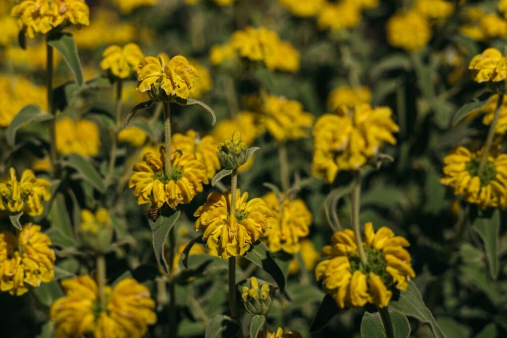 jerusalem-sage-innovation-grounds