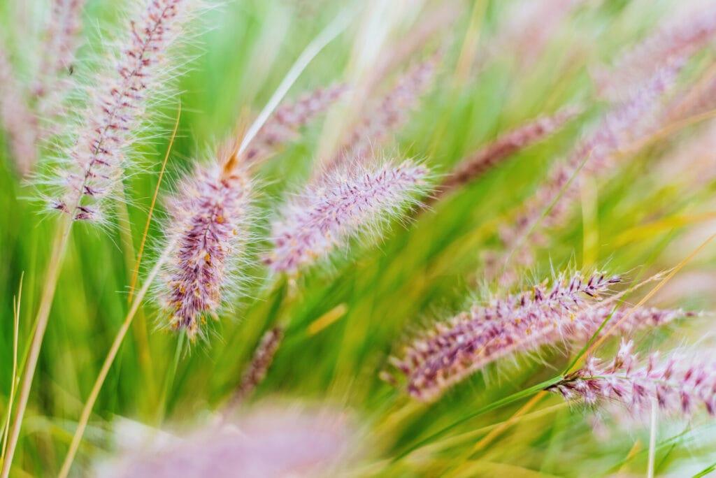 purple-fountain-grass-innovation-grounds