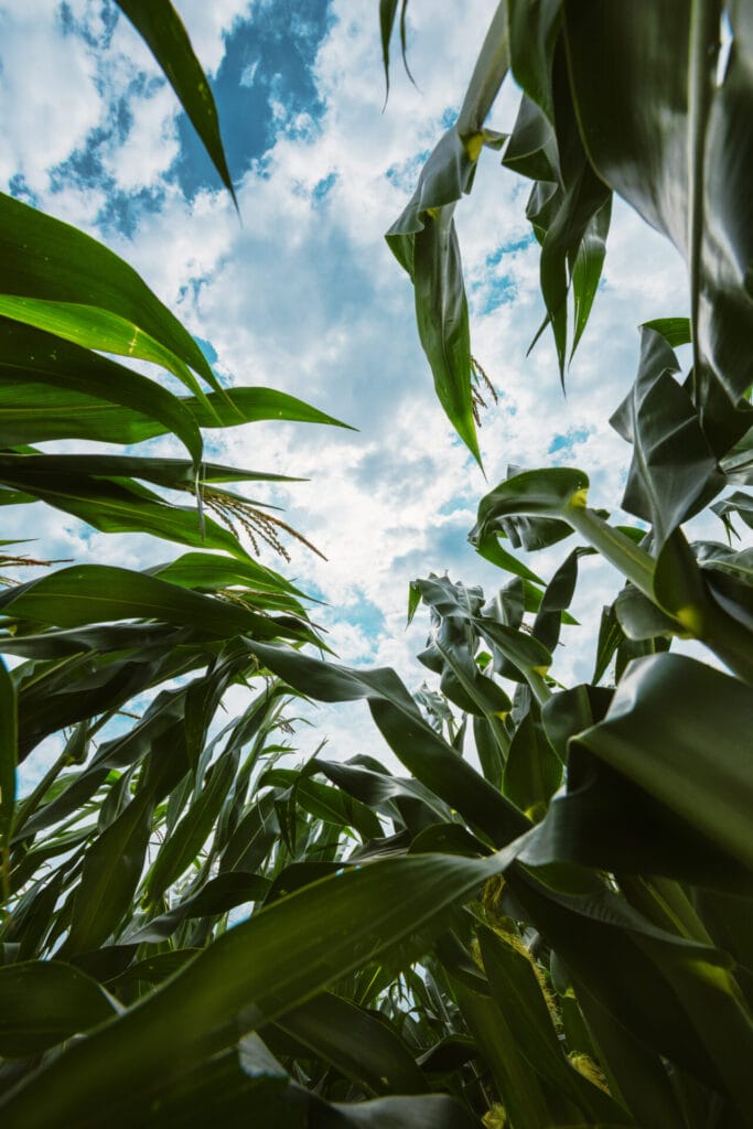 corn-crop-innovation-grounds