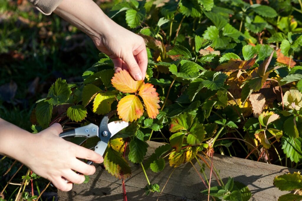 heading-back-pruning-innovation-grounds