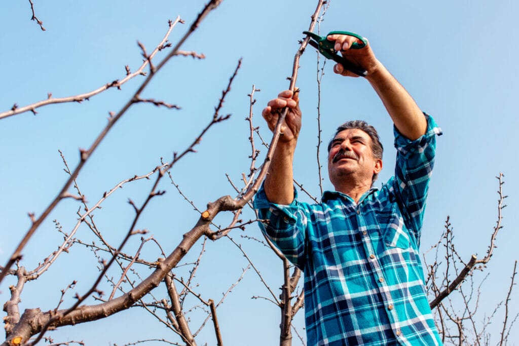 The Art And Science Of Pruning