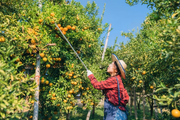 pruning-fruit-trees-innovation-grounds