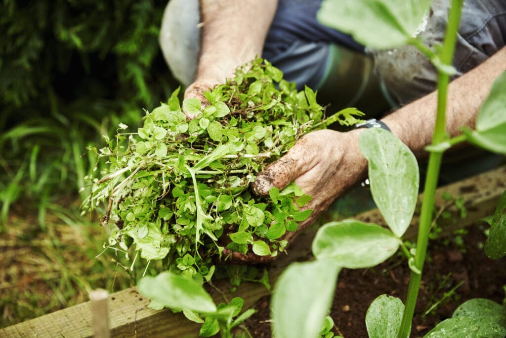 weed-control-innovation-grounds